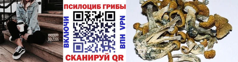 Купить  Дигора  Псилоцибиновые грибы GOLDEN TEACHER 